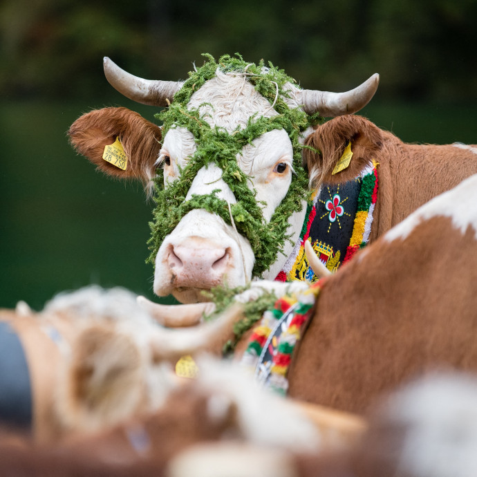 A nagy boltláncok nem akarnak olyan tejet árulni, amelyet megkötött tehénből fejtek