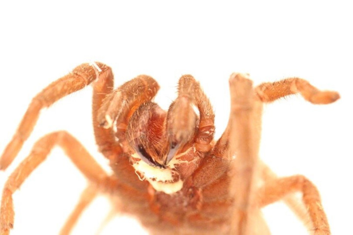 Parazitával fertőzött tarantula – Fotó: UC Riverside