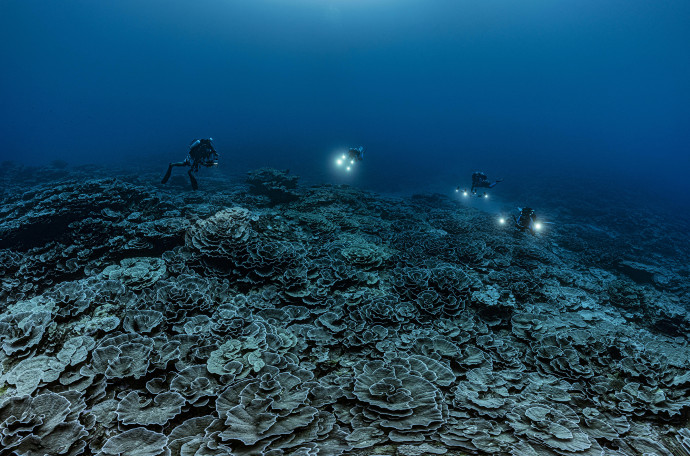 Újonnan felfedezett óriás korallokból álló zátony harminc méteres mélységben Tahiti partjainál 2021. december 12-én – Fotó: Alexis Rosenfeld / AFP