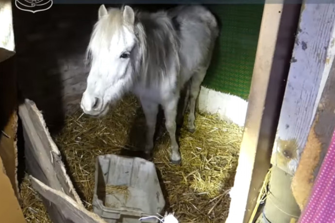 Három állattetemet, táplálékhiány miatt legyengült lovat, disznókat találtak egy csepeli háznál