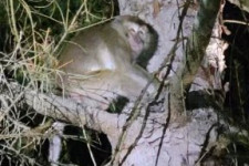 Az utolsó szökött laboratóriumi majmot is megtalálták Pennsylvaniában