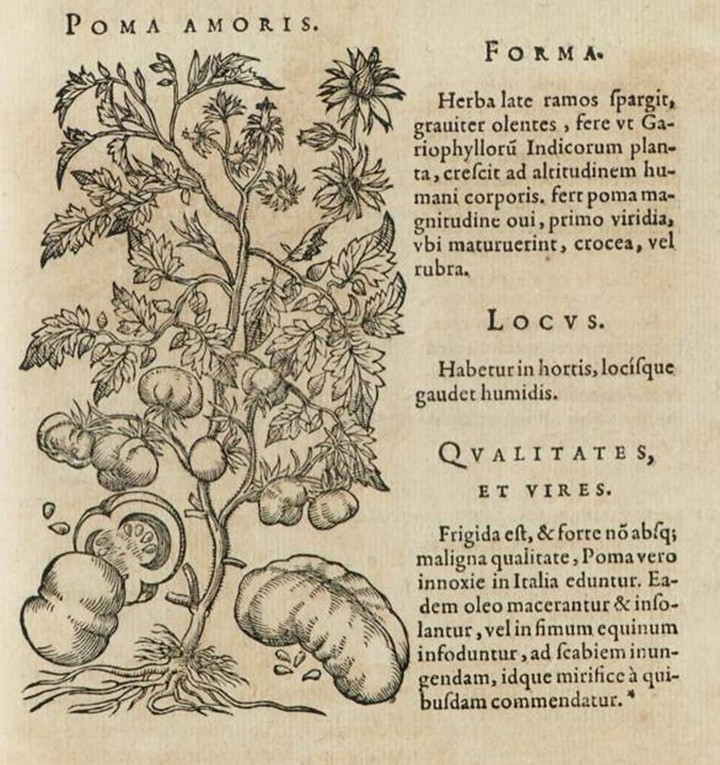 Paradicsom 1586-os ábrázolása fametszeten, Pietro Andrea Mattioli és Joachim Camerarius műve – Fotó: Wikipédia