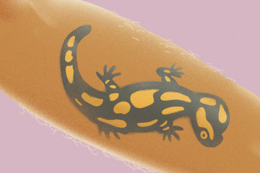 Tóth Krisztina: Szalamandra