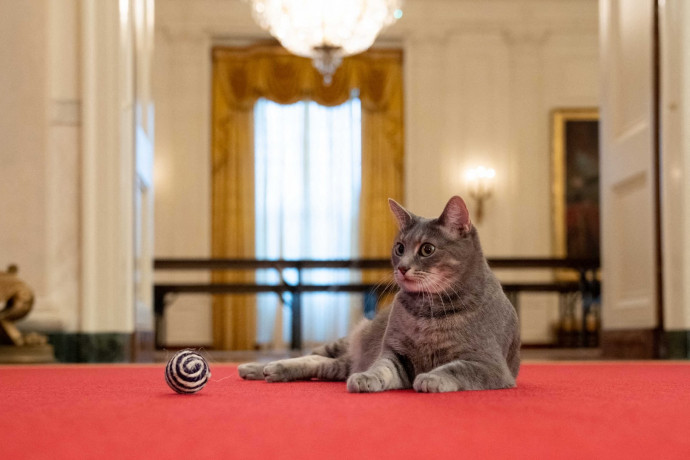 Új háziállattal bővült a Biden család: ő itt Willow, a Fehér Ház macskája
