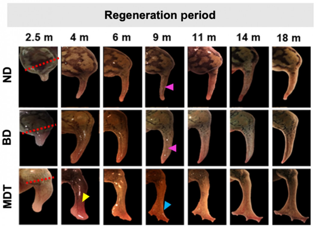 Amputált békalábak regenerációja 18 hónap alatt kezelés nélkül (ND), szilikonsapkával (BD), illetve a szilikonsapka és a gyógyszerkoktél együttes hatásával (MDT) – Forrás: Tufts Egyetem