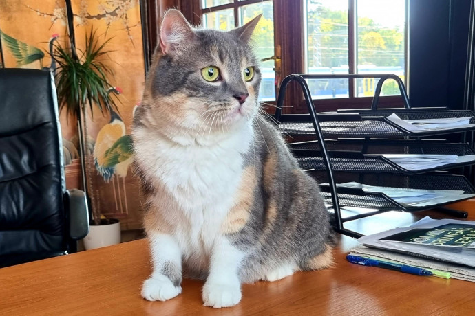 Elveszett a gödöllői polgármesteri hivatal híres macskája, Bürgi