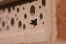 Direkt olyan téglából építik a házat, hogy a méhek és a madarak beleköltözzenek