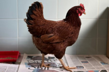 Gyanús csirke ólálkodott a Pentagonnál