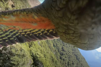 Ellopta egy túrázó család GoPróját, légi felvételeket készített egy új-zélandi papagáj