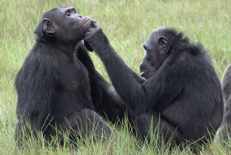 Rovarokkal gyógyították egymás sebeit csimpánzok