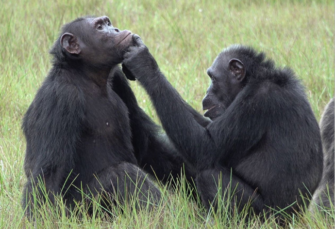 Csimpánzok a gaboni Loango Nemzeti Parkban Fotó: Tobias Deschner / AFP 
