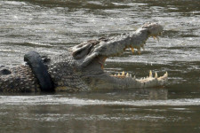 Öt év után szabadítottak meg egy krokodilt a nyakára szorult gumiabroncstól
