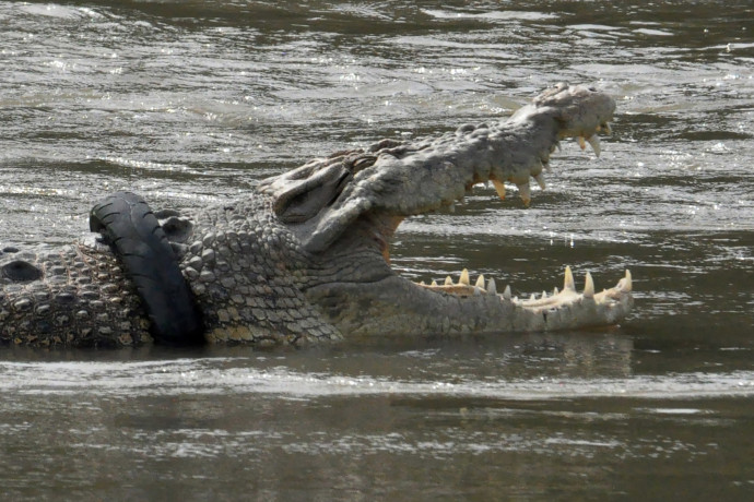 A krokodil egy gumiabronccsal a nyaka körül Celebeszen, 2020. december 7-én – Fotó: Muhammad Rifki / AFP