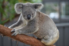Ausztrália hivatalosan is a veszélyeztetett fajok közé sorolta a koalákat