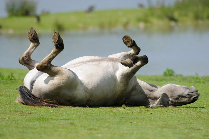 Lópihentető állomás épül uniós pénzből Vámospércsen