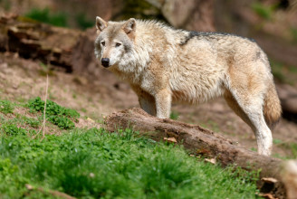 RTL.hu: Védett farkasok kilövése miatt nyomoznak a Bükkben