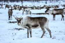 Tömegesen pusztulnak a rénszarvasok az orosz sarkvidéken