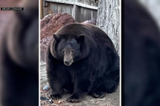 Egy 200 kilós, éhes fekete medve kószál a kaliforniai város utcáin, közel 30 házba tört be