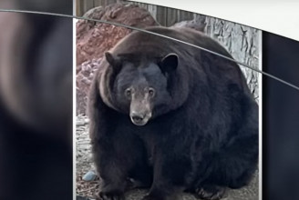 Rendőrségi akció indult a barna medve, Hank, a 200 kilós tank ellen