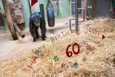 Hatvanévesen pusztult el Európa legöregebb hím csimpánza egy német állatkertben