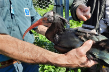 Kihalóban lévő madárfaj megmentésében segít a Budapesti Állatkert