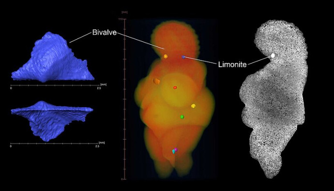 A szoborról készült CT-felvételeken találtak egy kihalt kagylót (bivalve) és lerakódott fémet is – Kép: Gerhard Weber / University of Vienna