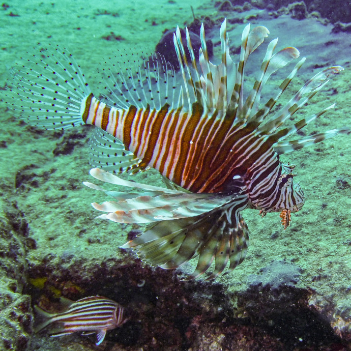 A ragadozó állatok csak mértékkel vadásznak, ezt az egyensúlyt az ember egy ideje nem tartja