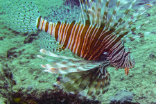 A ragadozó állatok csak mértékkel vadásznak, ezt az egyensúlyt az ember egy ideje nem tartja