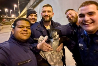 Pingvint mentettek a zuglói rendőrök