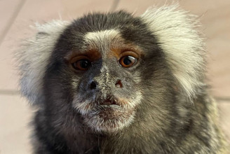 Ukrajnából mentett majom került a Nyíregyházi Állatparkba