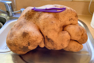 Krumplinak adta ki magát az óriási tökgumó, de a DNS-vizsgálaton bukta a Guinness-rekordot