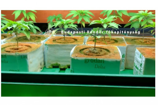 Kiszagolták a füvet a pestszentlőrinci rendőrök