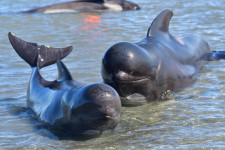 Több mint harminc delfin pusztult el Új-Zéland partjainál