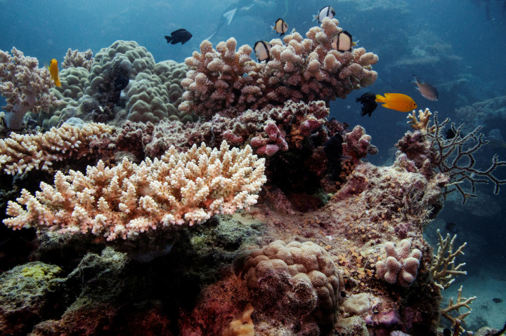 A gyakoribb és hevesebb hőhullámok miatt veszélyben lehet a csendes-óceáni Nagy-korallzátony