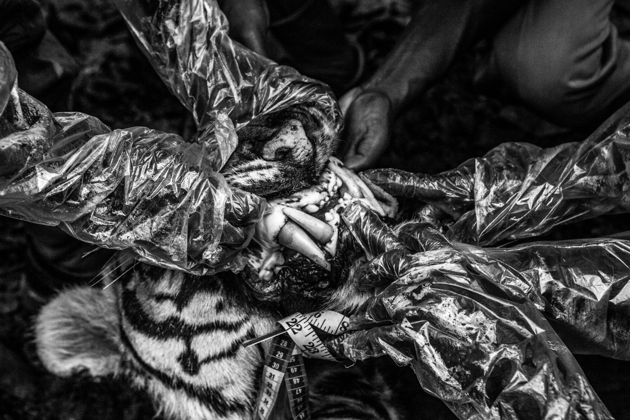 Erdészek és állatorvosok boncolnak egy tigrist az indiai Naduban, az Anamalai Tigrisrezervátum közelében 2012. április 28-án, azt vizsgálják, hogy az állat mérgezés miatt pusztult-e el. A második képen egy olyan tigrist szállítanak el, amit azután fogtak be, hogy betört egy faluba, és szarvasmarhákat ölt Valparai város közelében, a tigrisrezervátum közelében 2012. április 27-én.