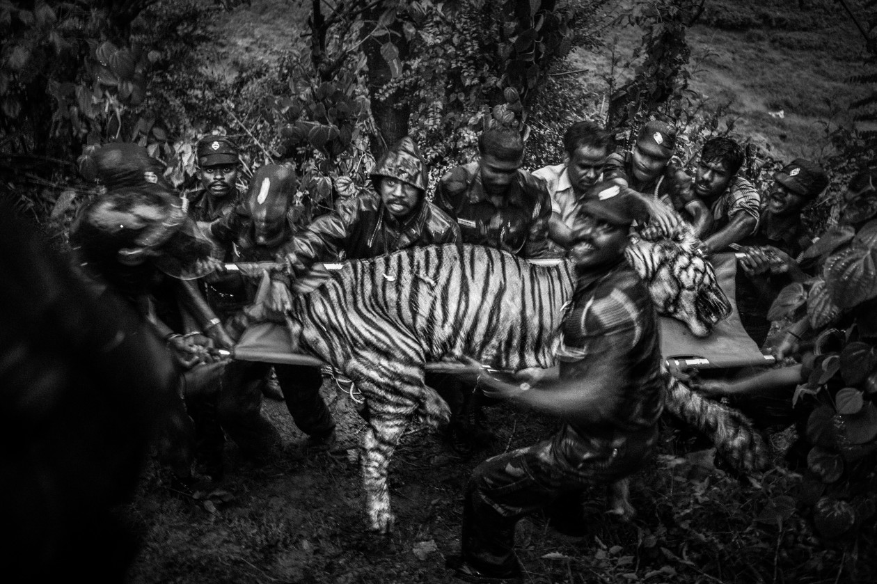Erdészek és állatorvosok boncolnak egy tigrist az indiai Naduban, az Anamalai Tigrisrezervátum közelében 2012. április 28-án, azt vizsgálják, hogy az állat mérgezés miatt pusztult-e el. A második képen egy olyan tigrist szállítanak el, amit azután fogtak be, hogy betört egy faluba, és szarvasmarhákat ölt Valparai város közelében, a tigrisrezervátum közelében 2012. április 27-én.