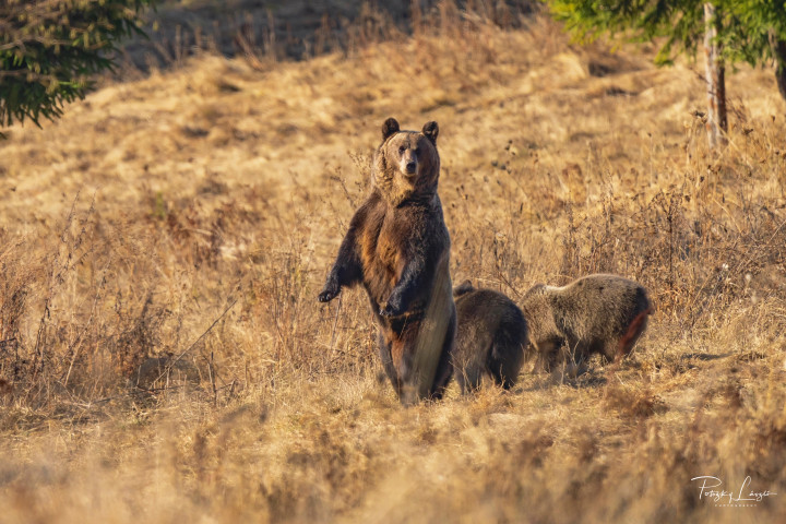 A barnamedve a Kárpátok védett, emblematikus faja. Fotó: Potozky László