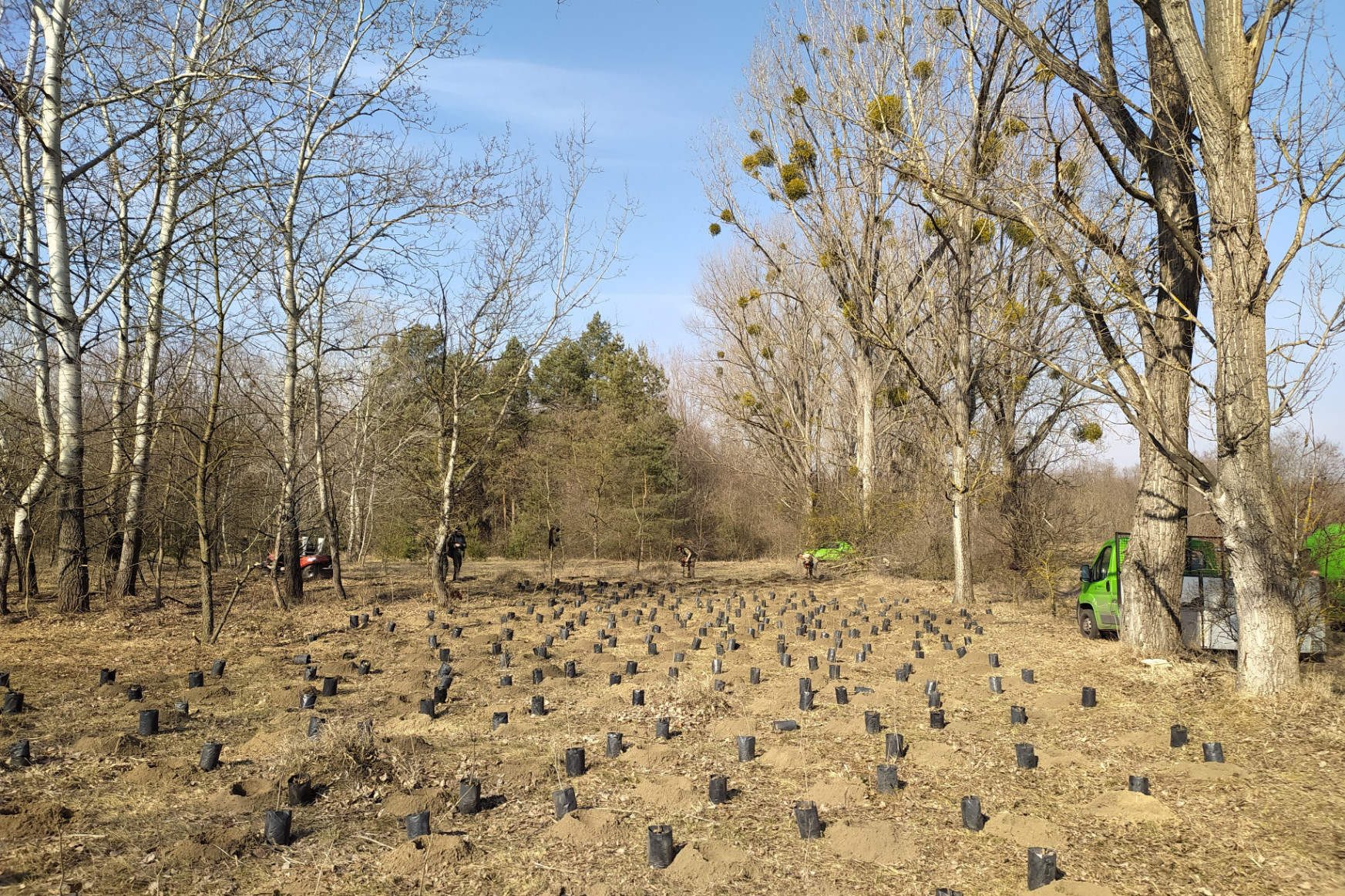 3000 darab új fát ültetett a FŐKERT Budapesten (x)