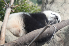 Ha luxusban él a panda, szaporodni sincs kedve, és ez az egész fajt veszélybe sodorja