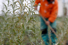 Minél több volt a közmunkás, annál nagyobb eséllyel ért el a Fidesz helyben jó eredményt