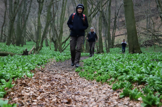 Burok-völgy, a bakonyi medvehagymás akadálypálya