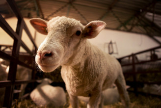 Tavalyhoz képest 40%-kal emelkedett a bárányhús ára