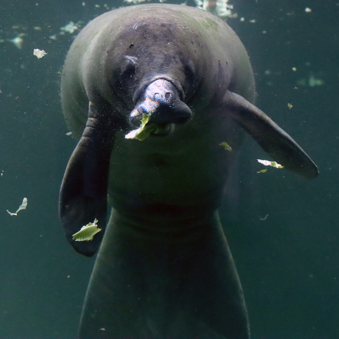 Az állatok visszahozták a pénz nélküli világot