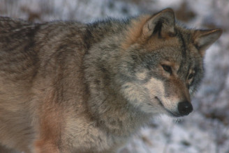 „Népszámlálást” tartanak a Fogarasi-havasokban élő farkasoknál is