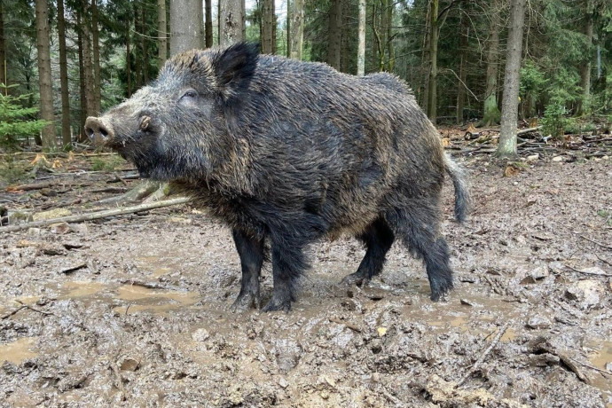 Átnevezik Putyint, egy németországi állatkert 200 kilós vadkanját