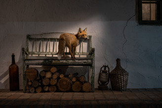 Egy magyar fotós karanténbarátságot kötött egy rókával, a képei most rangos nemzetközi díjat nyertek