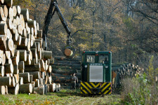 Rekordmennyiségű, 83 millió köbméter fát vágtak ki tavaly a német erdőkben