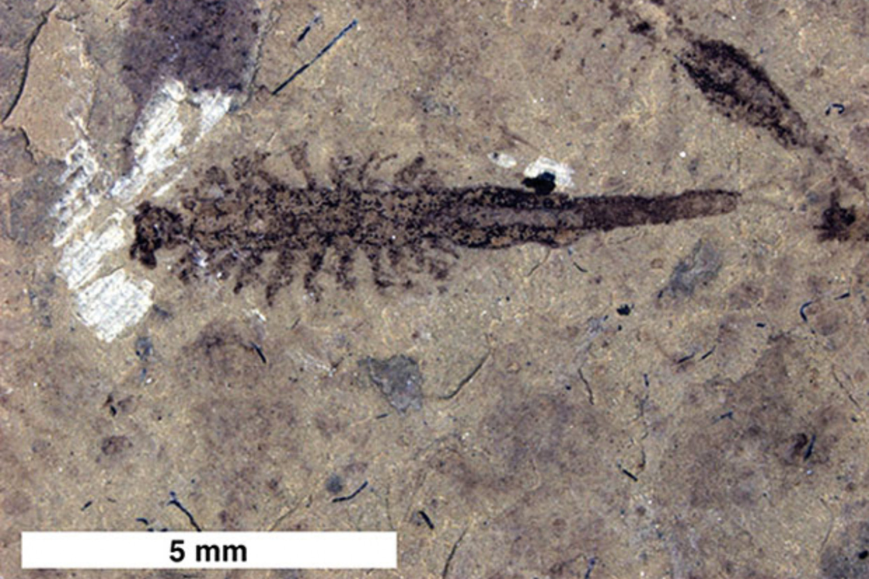 A kihalt, szűznemző garnélát a WC-kefe alakú lenyomatai alapján azonosították a tudósok