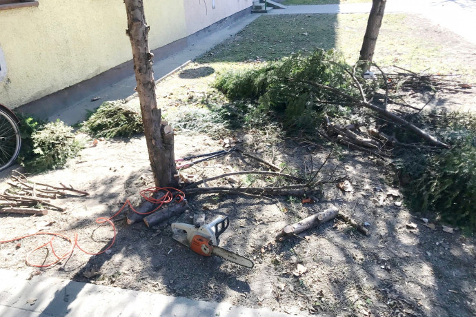 Láncfűrésszel vágta ki a fát, mert nem látta, kik állnak a buszmegállóban