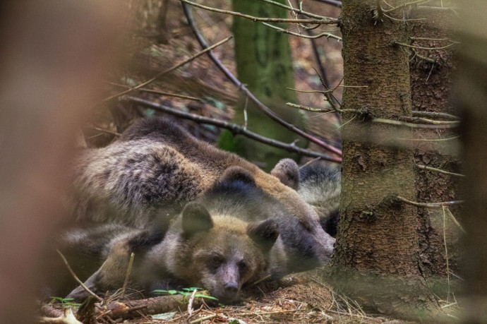 Szakértő: a kilövési kvóta nem előzi meg a károkat, legfeljebb a medvék elleni hergelés csillapodhat